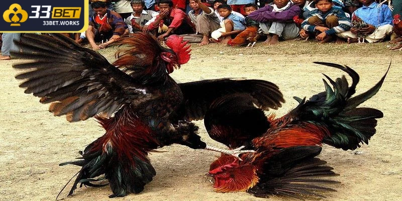  Các trận đấu đá gà cựa tròn thường có thời gian diễn ra ngắn 
